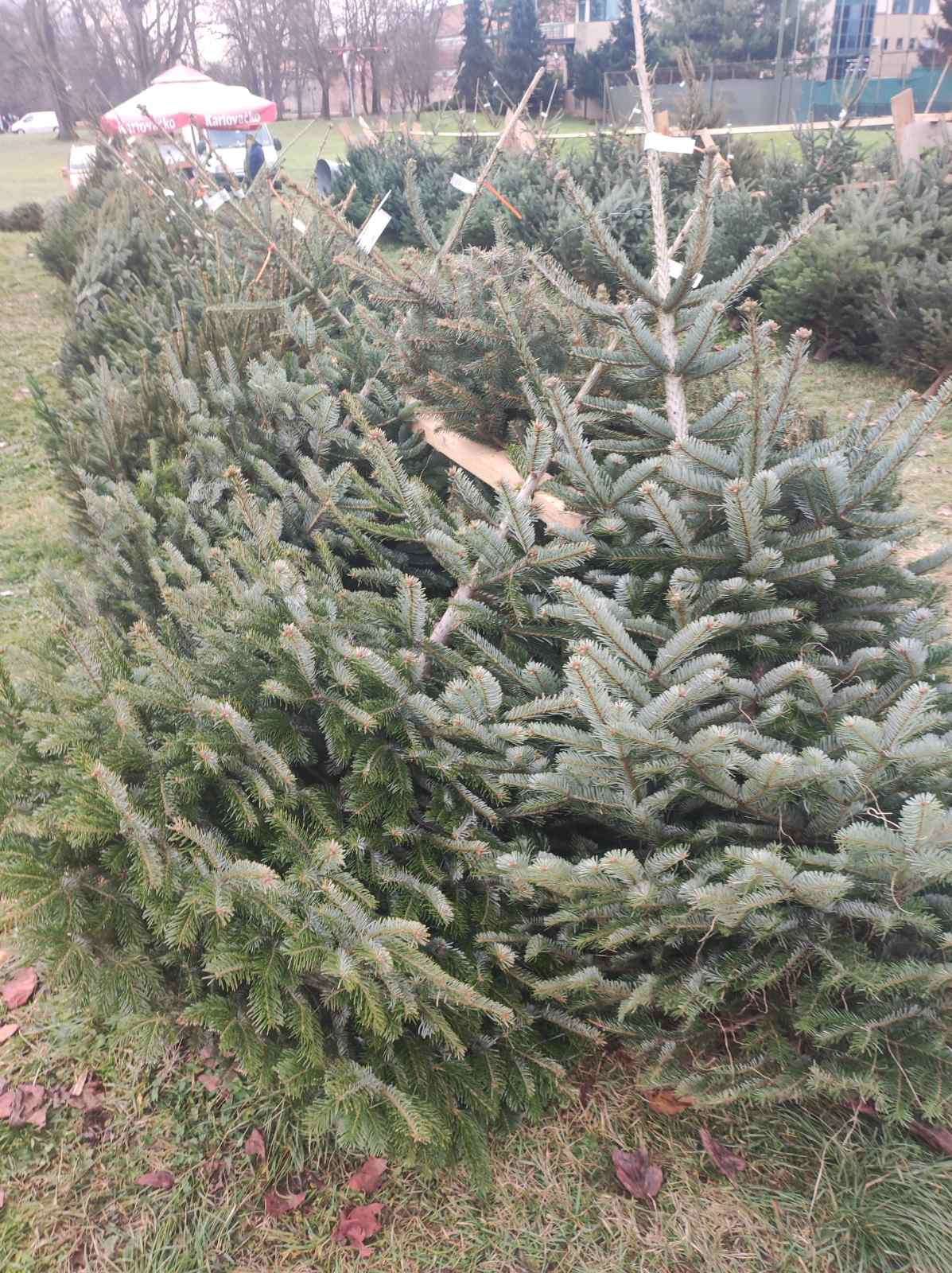 NIKOLA RADIKOVIĆ Najviše se traže nordijske jele i smreke