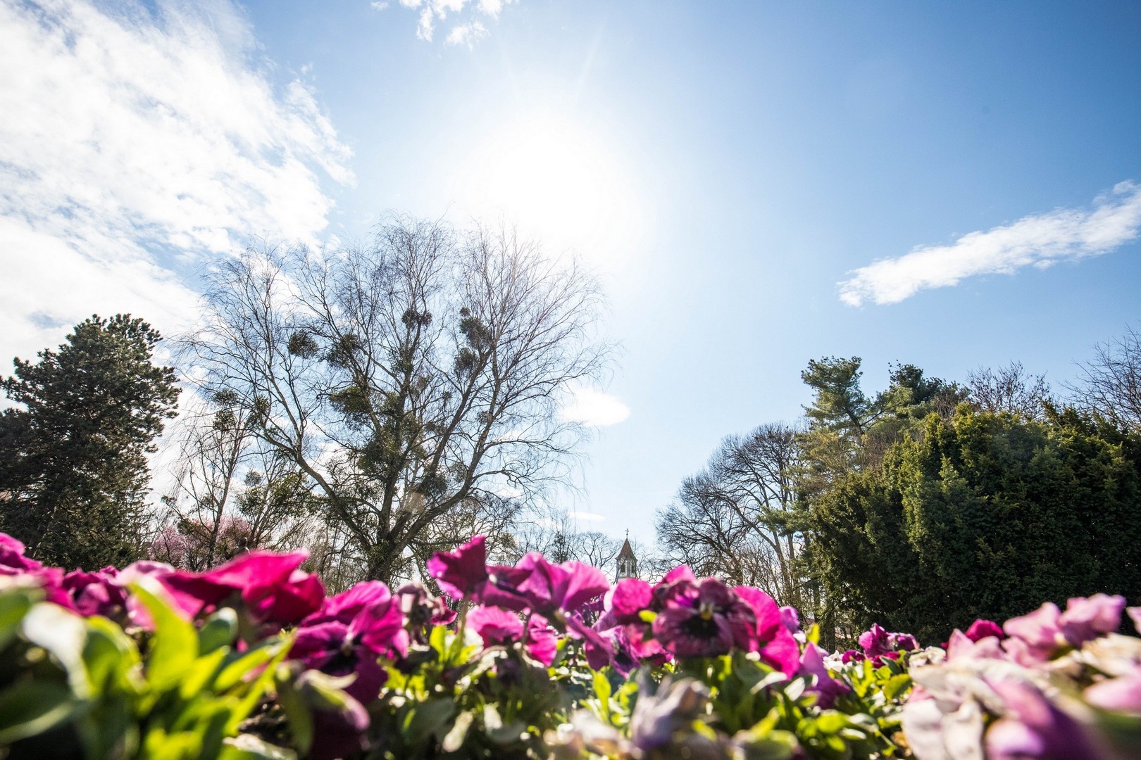Proljetna cvjetna rapsodija u Međimurju iz objektiva Miroslave Novak Hranjec