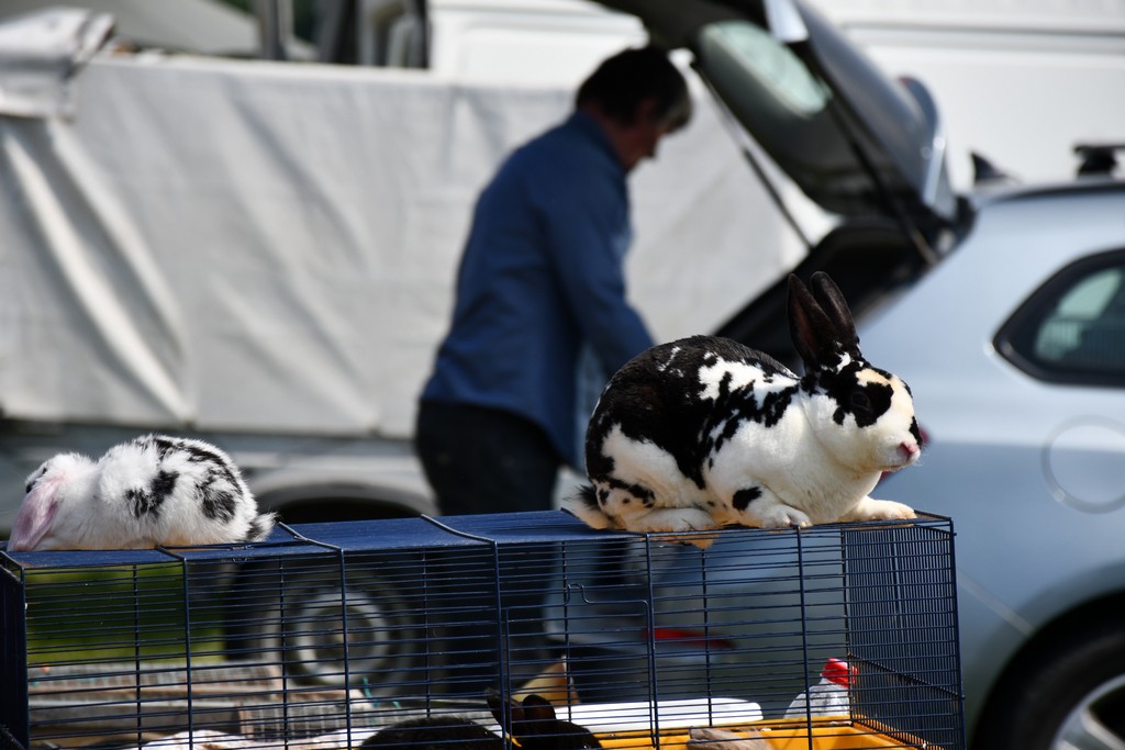 FOTO Izložba malih životinja privukla brojne izlagače, ali i posjetitelje