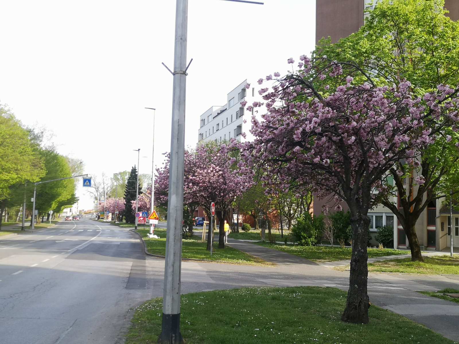 Procvale japanske trešnje mame poglede građana u Čakovcu