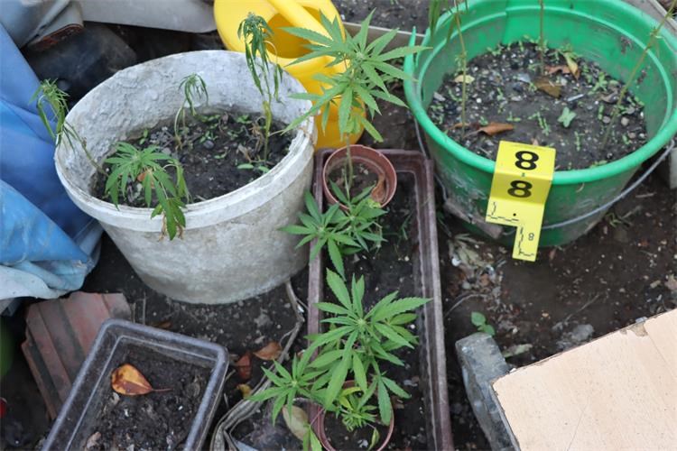 PEKLENICA 36-godišnjak kod kuće uzgajao marihuanu, policija ga kazneno prijavila