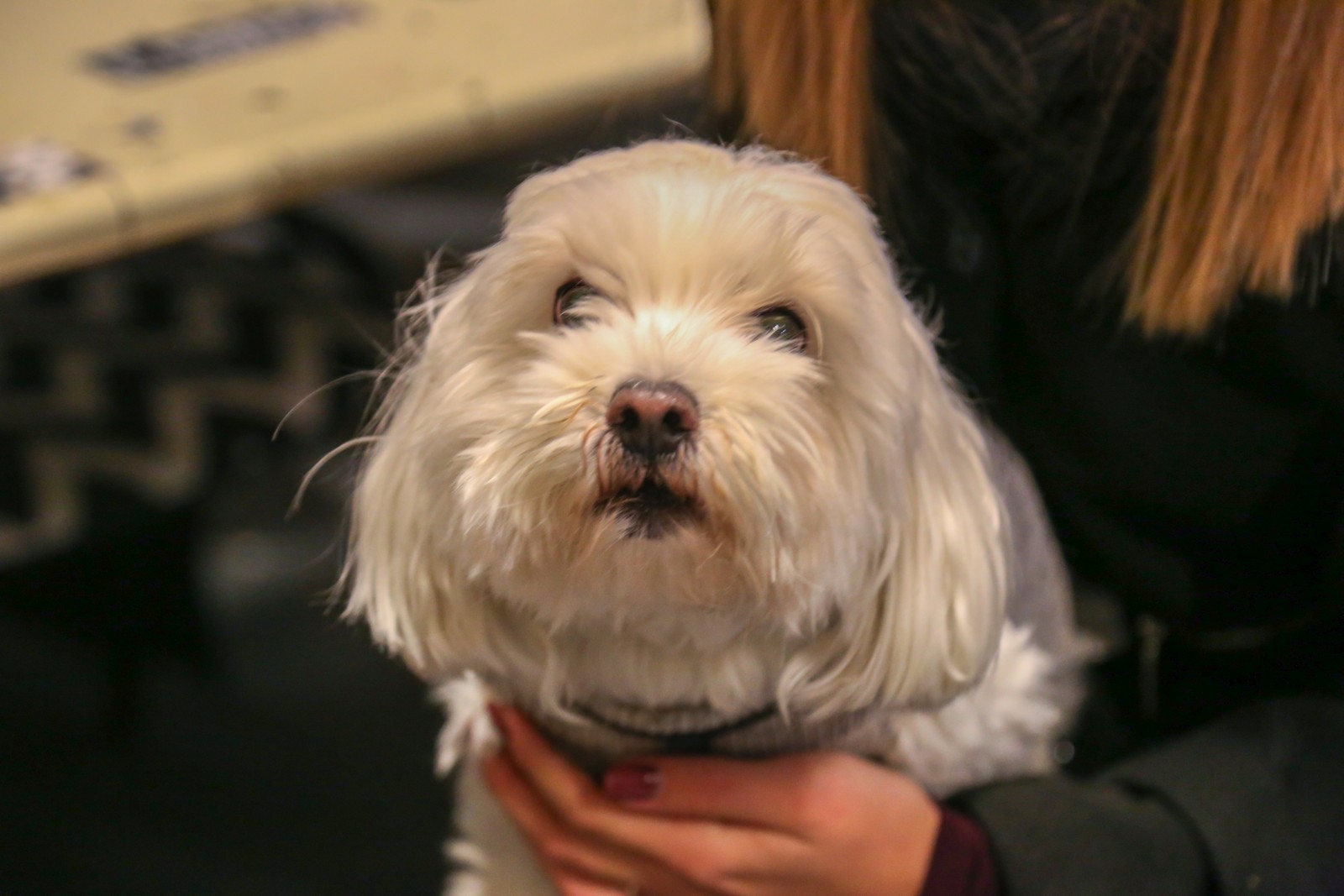 Humanitarno fotkanje s ljubimcima za pomoć azilu Prijatelji Čakovec