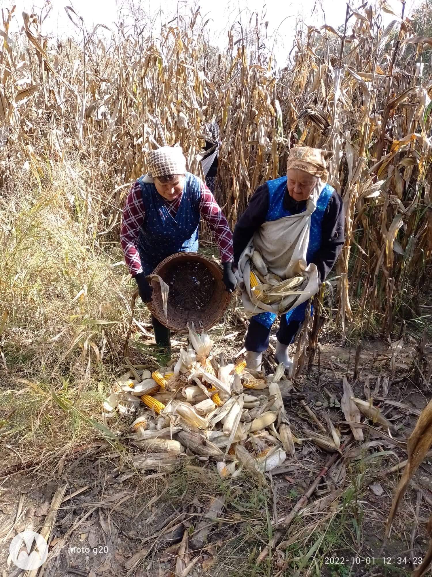 Branje kukuruza u Domašincu