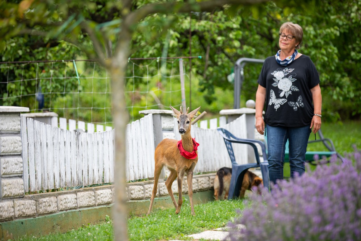 DIRLJIVA PRIČA Ivanka je prošle godine spasila polumrtvo lane. Danas je ono sretno u njezinom dvorištu