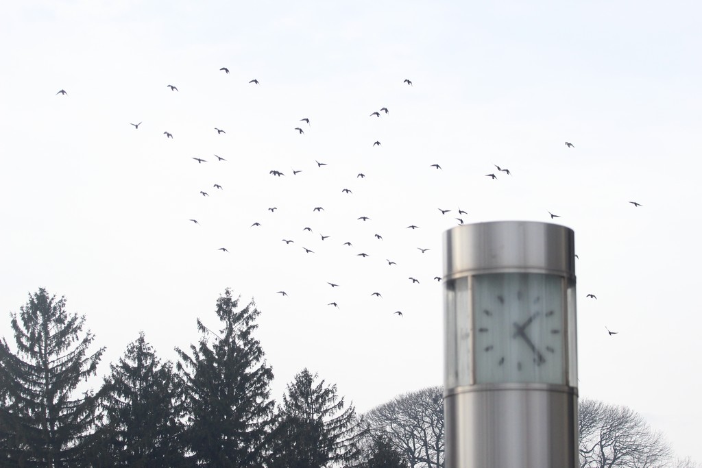 Klikom po Čakovcu (1.2..2019.)