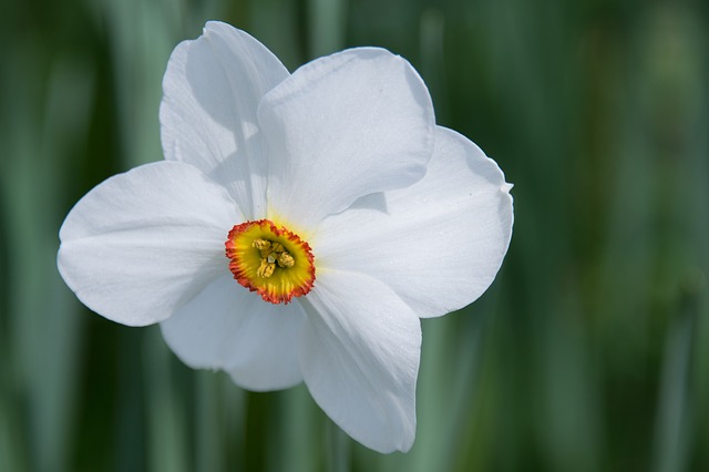 daffodil527400640531402