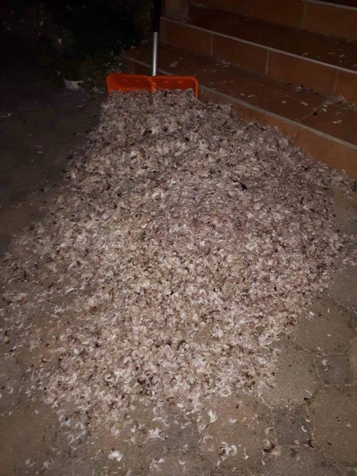 Potepanje u Prelogu i Draškovcu