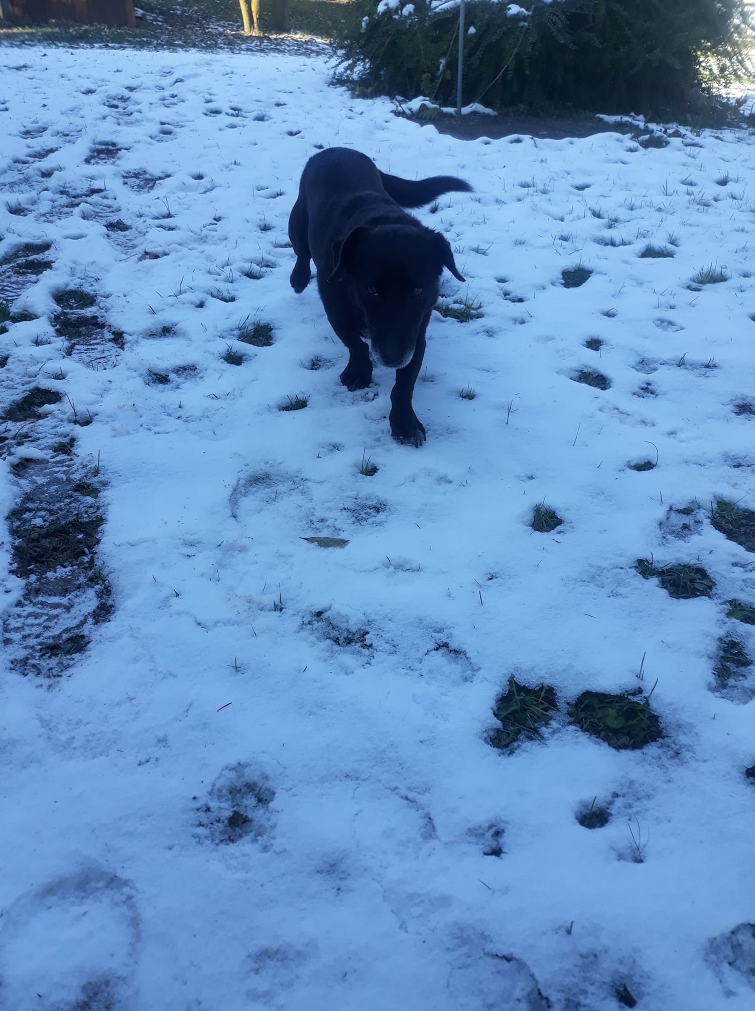 Kućni ljubimci vole snijeg