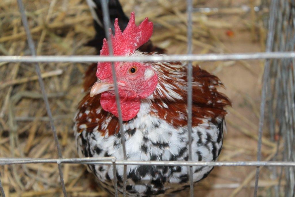 FOTO Održana izložba malih životinja u Kotoribi: Proglašeno čak 42 šampiona!