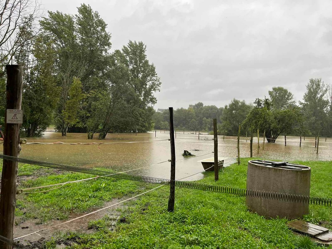 Evakuirani međimurski konji