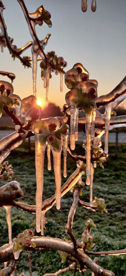 Međimurski voćar Marko Kudec protiv mraza se bori orošavanjem