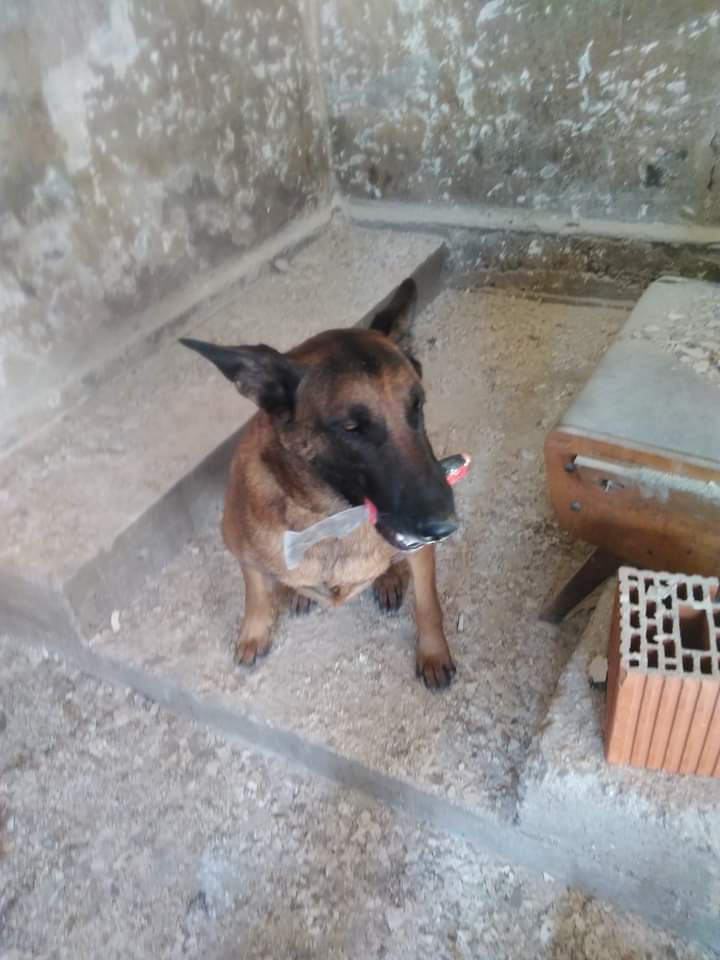 Svestrani međimurski vatrogasac Josip Sušec vodič je potražnog psa Nera!