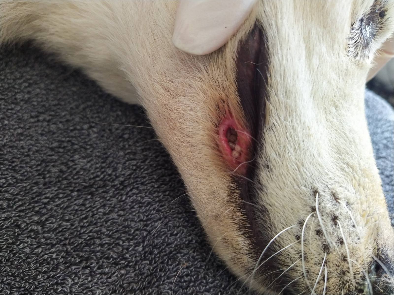 UZNEMIRUJUĆE FOTOGRAFIJE ‘Dokle će trajati patnja pasa u romskim naseljima Međimurja?’