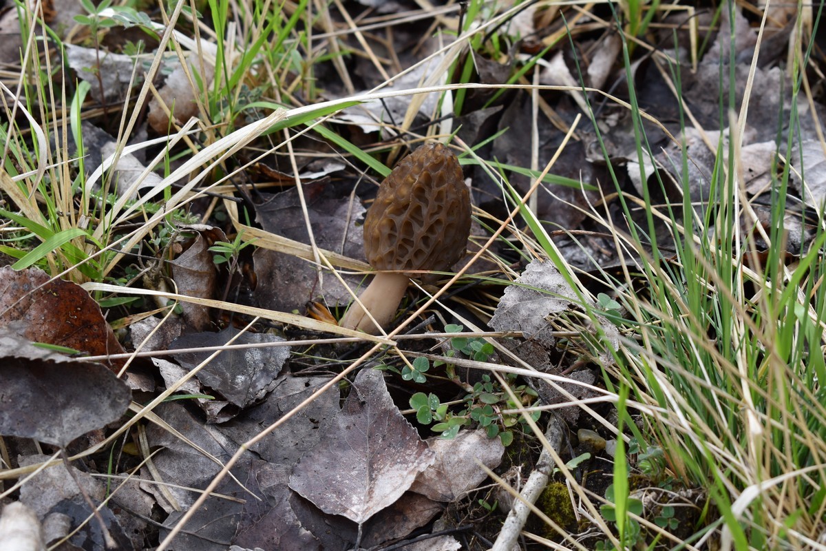 Smrčkijada Smrčkijada