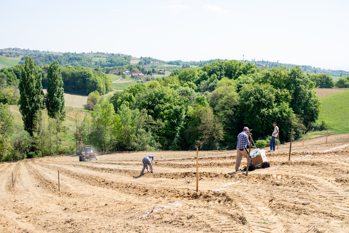 Vinarija Štampar na Mađerkinom bregu zasadila 14 tisuća čokota Pušipela