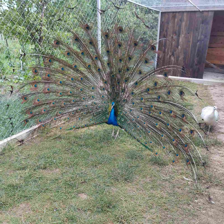 Denis Srnec – paunovi