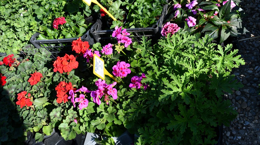 Proljetne temperature izmamile brojne posjetitelje na sajam u Čakovcu