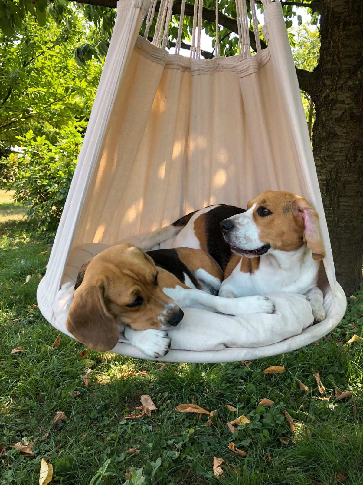 PASJE VRUĆINE Beagli Paco i Rubi odmor potražili u hladovini ljuljačke!