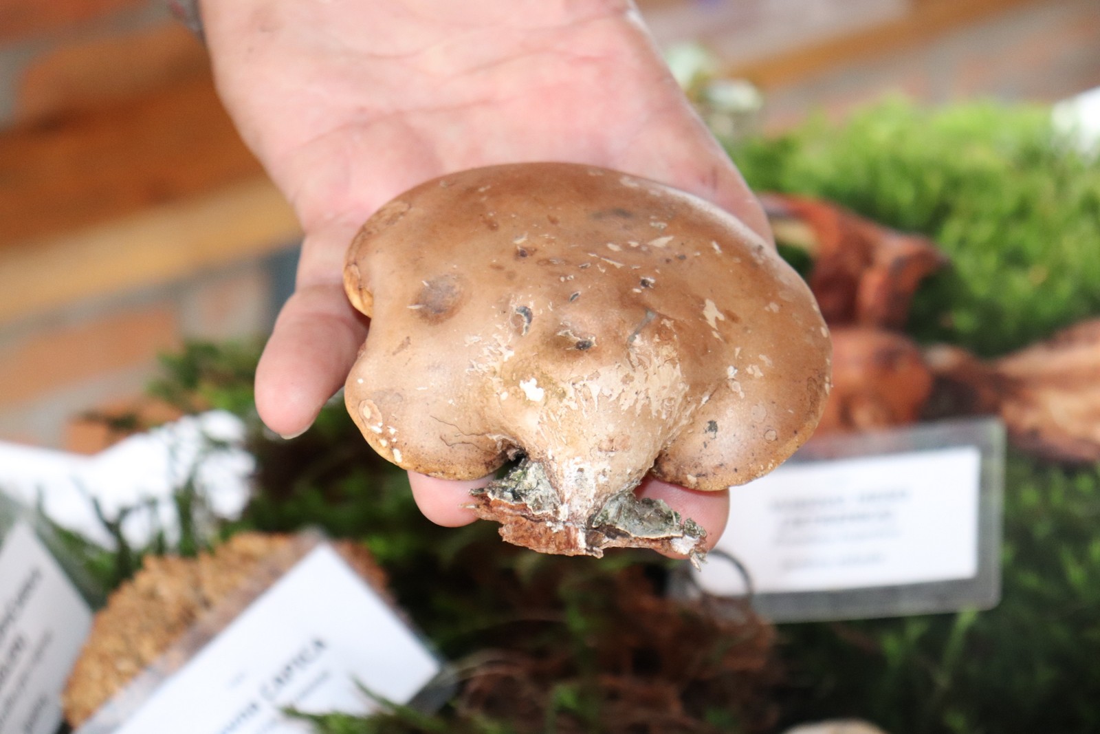 U Goričanu održana Gljivarijada