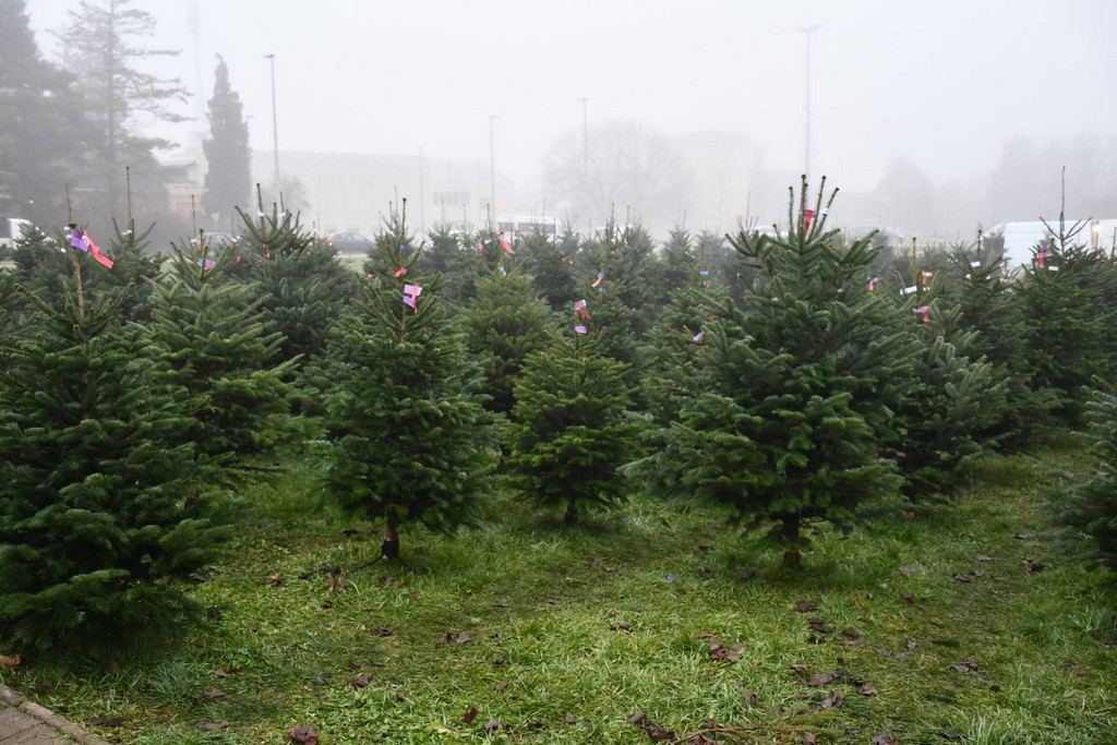 Ponuda božićnih drvaca
