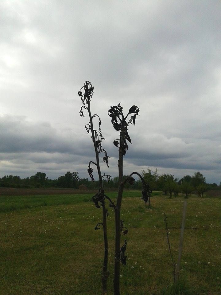 izgledmladevocke990894