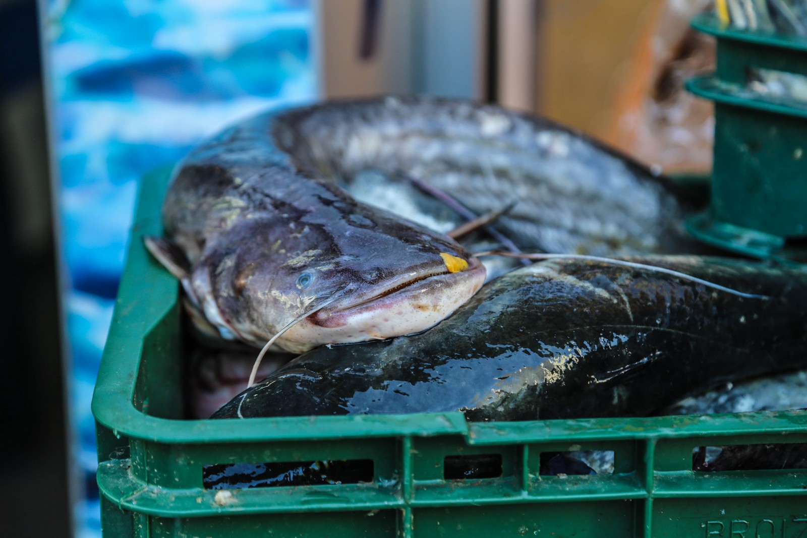 Čakovečki plac na Veliki petak