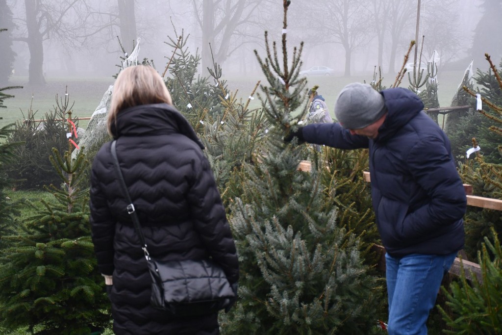 Ponuda božićnih drvaca