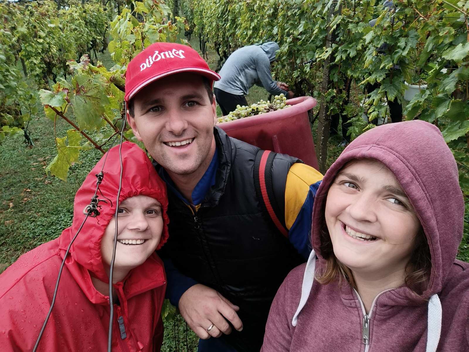 Berba kod obitelji Tomašić