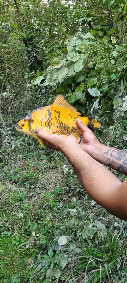 Zlatni šaran u Orehovici
