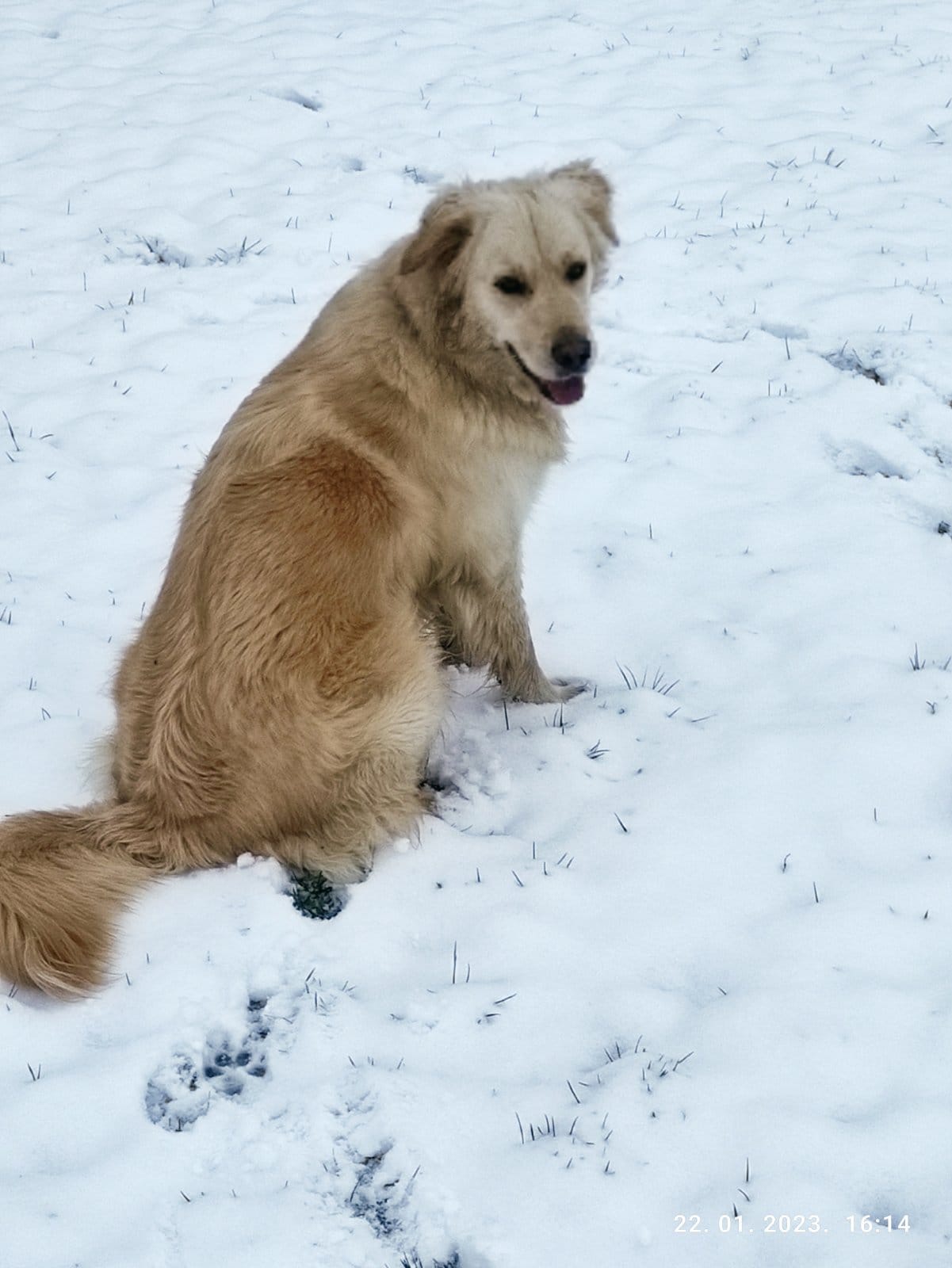 Kućni ljubimci vole snijeg
