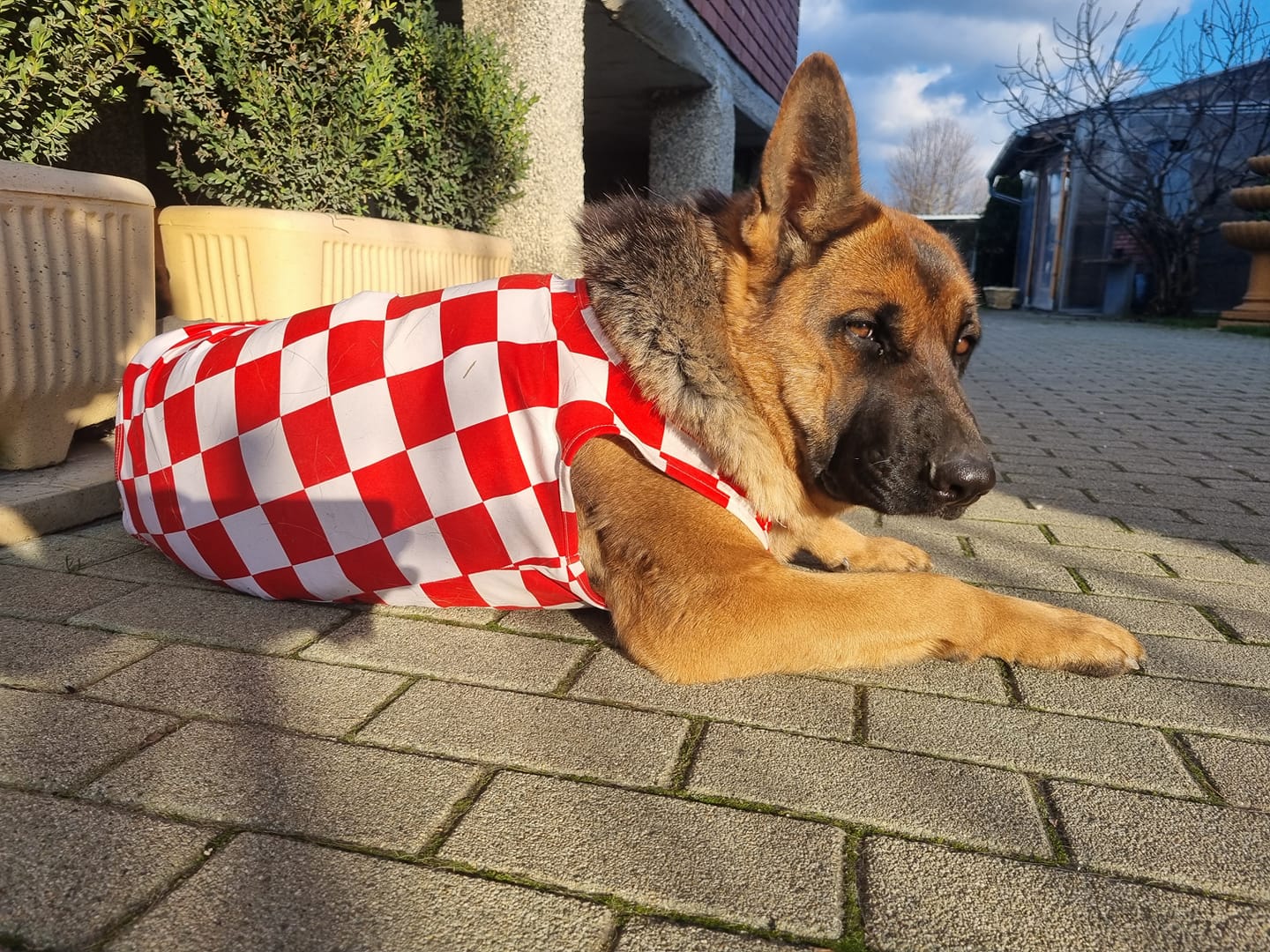 Vaši ljubimci u kockicama rastopili su nas i nasmijali – evo naših favorita