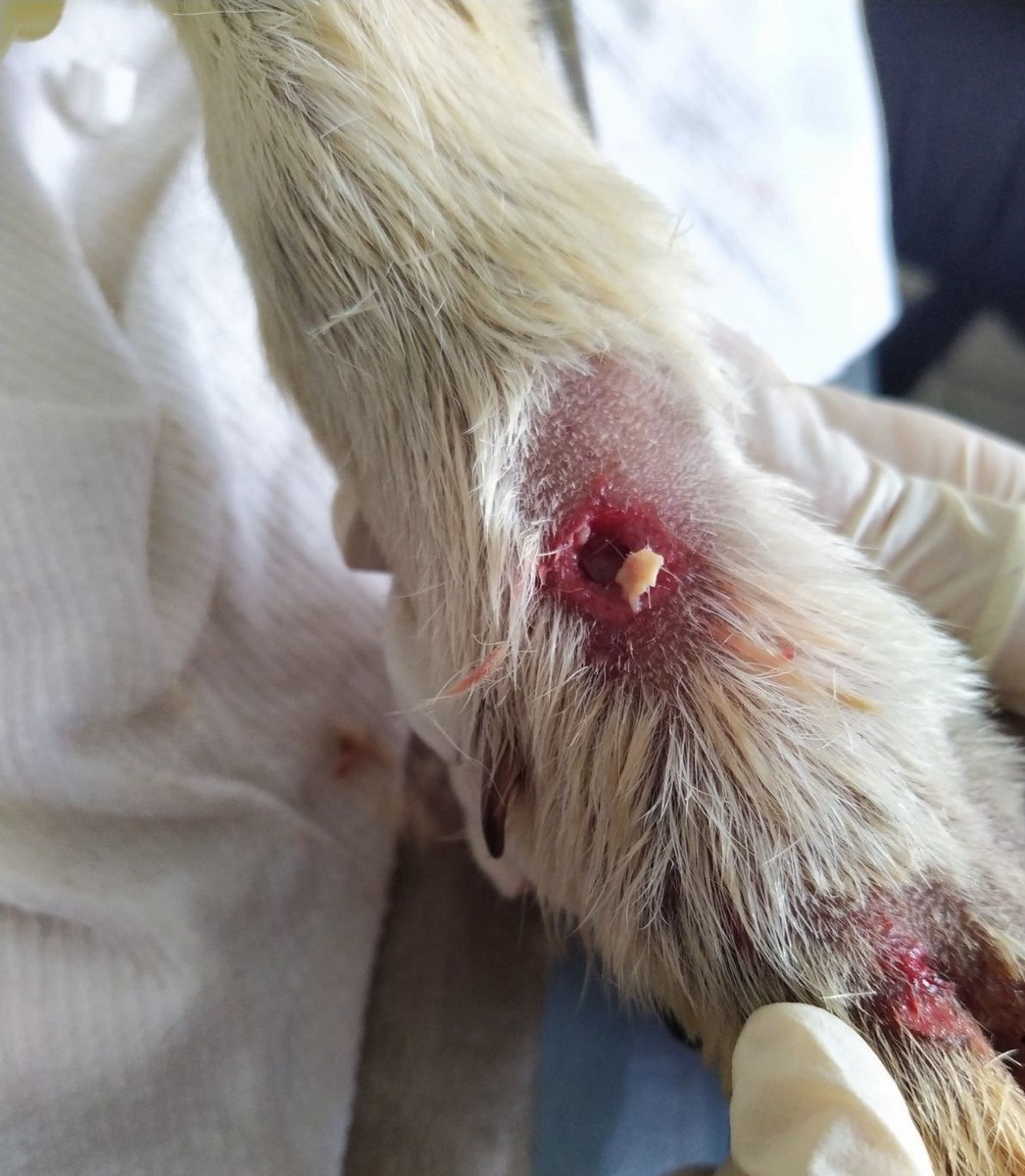 UZNEMIRUJUĆE FOTOGRAFIJE ‘Dokle će trajati patnja pasa u romskim naseljima Međimurja?’