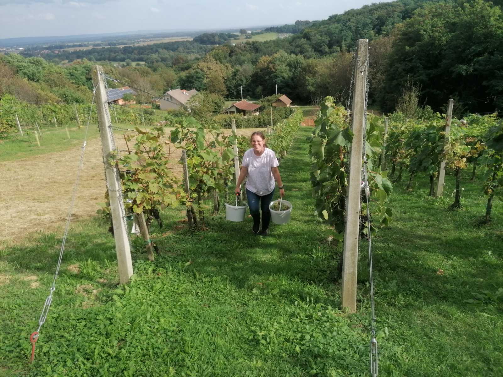 FOTO Berba na Balog bregu: Uz veselo društvo, sve se lako ‘pobere’!