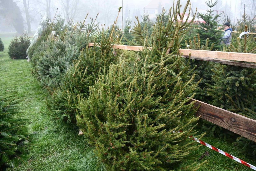 Ponuda božićnih drvaca