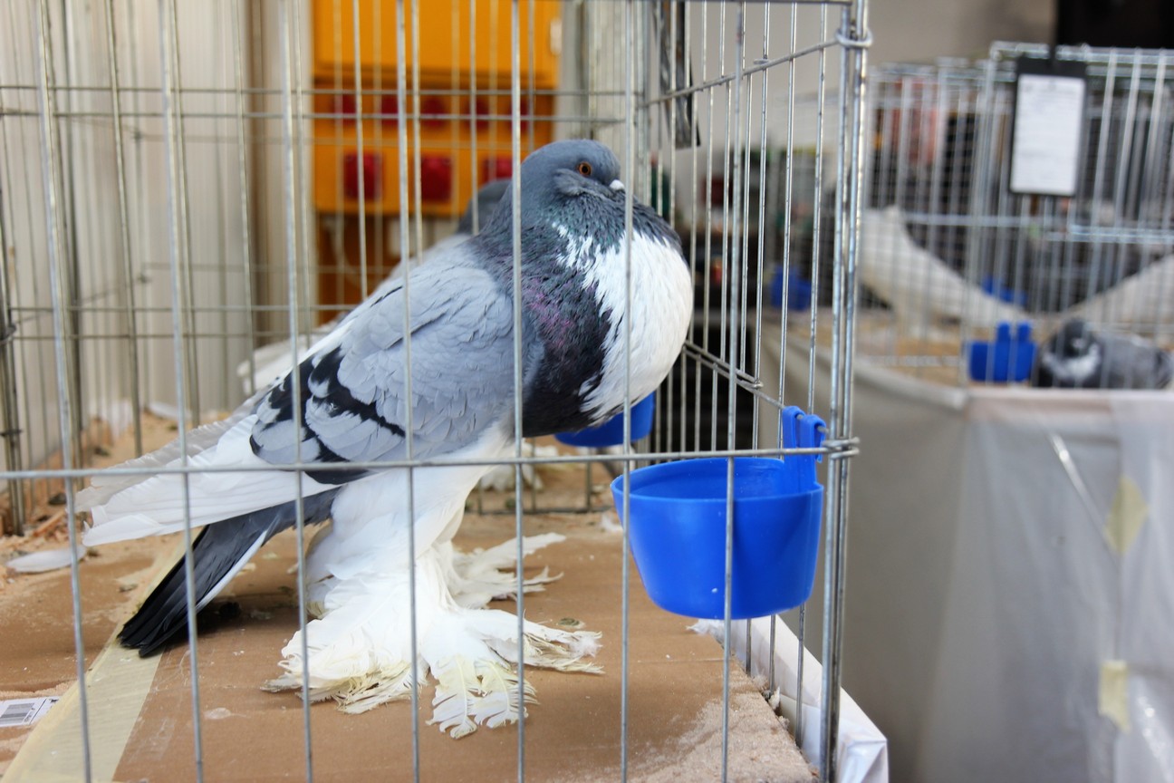 Otvorena izložba malih životinja u Nedelišću