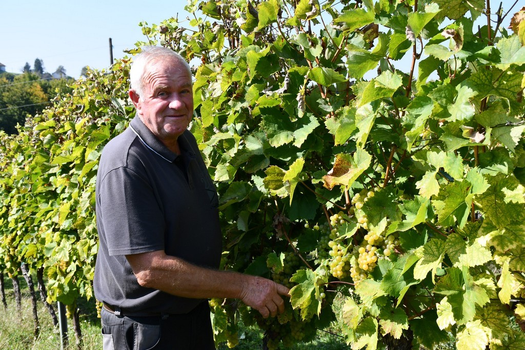 Vinarija Horvat, berba