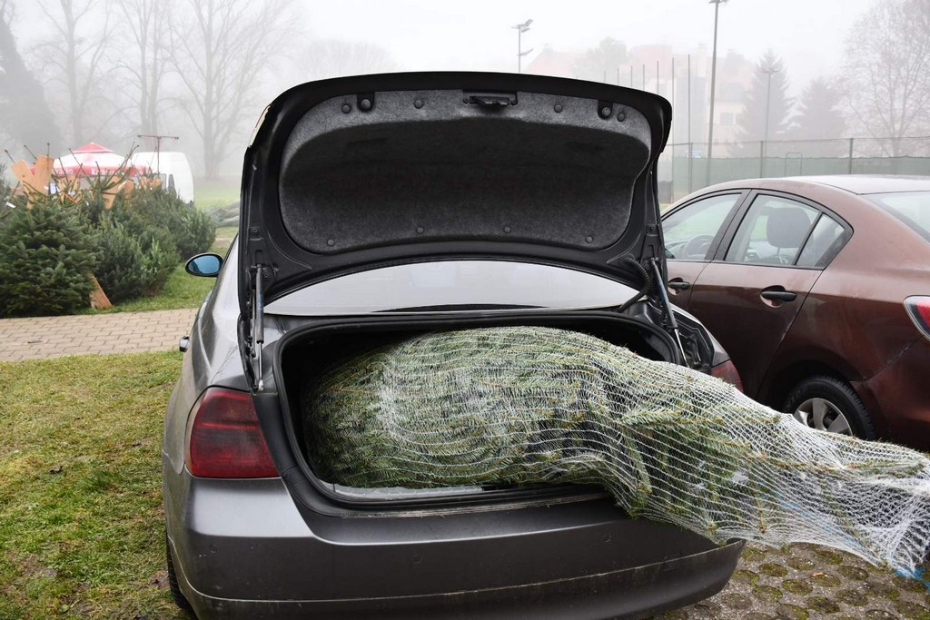 Ponuda božićnih drvaca