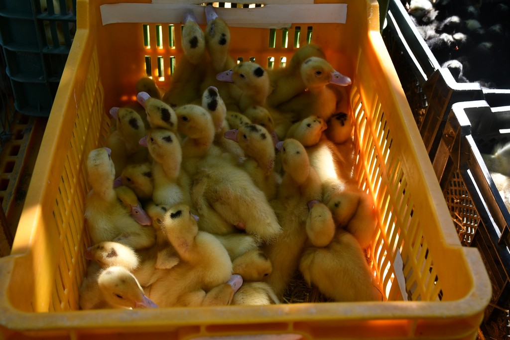 SUNČANO PRIJEPODNE Čakovečki sajam bio je pun nasmijanih lica