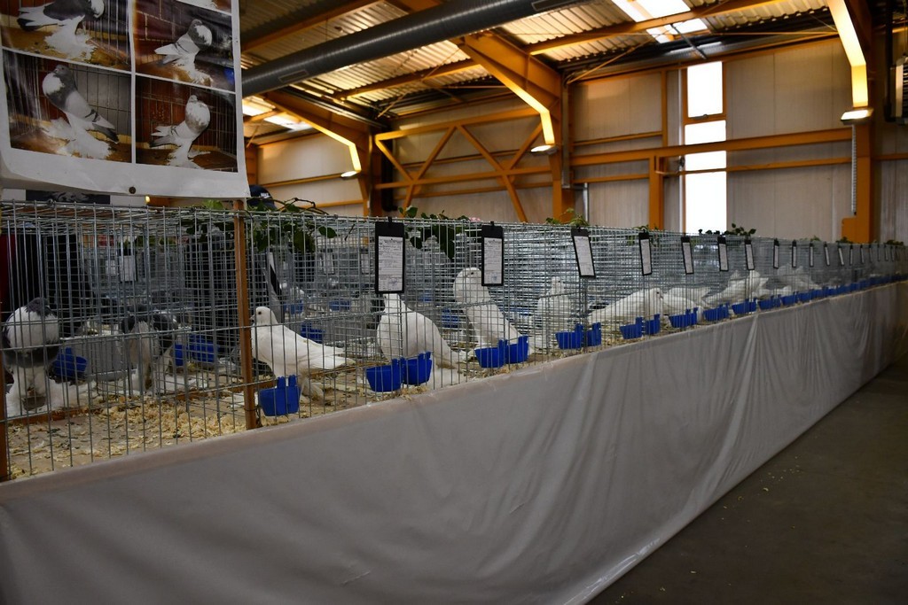 IZLOŽBA MALIH ŽIVOTINJA Izloženo preko tisuću malih životinja vrhunskih uzgajivača iz Hrvatske, ali i šire IZLOŽBA MALIH ŽIVOTINJA Izloženo preko tisuću malih životinja vrhunskih uzgajivača iz Hrvatske, ali i šire