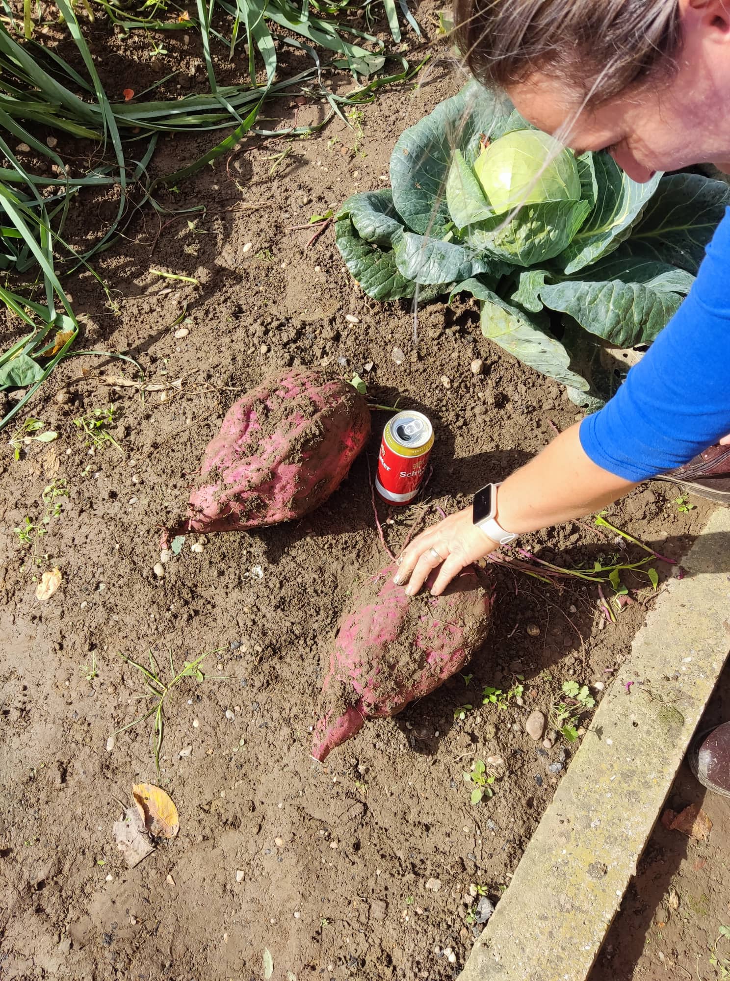 Iskopan batat težak 3,6 kilograma