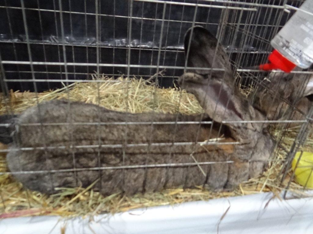 FOTO Održana izložba malih životinja u Kotoribi: Proglašeno čak 42 šampiona!