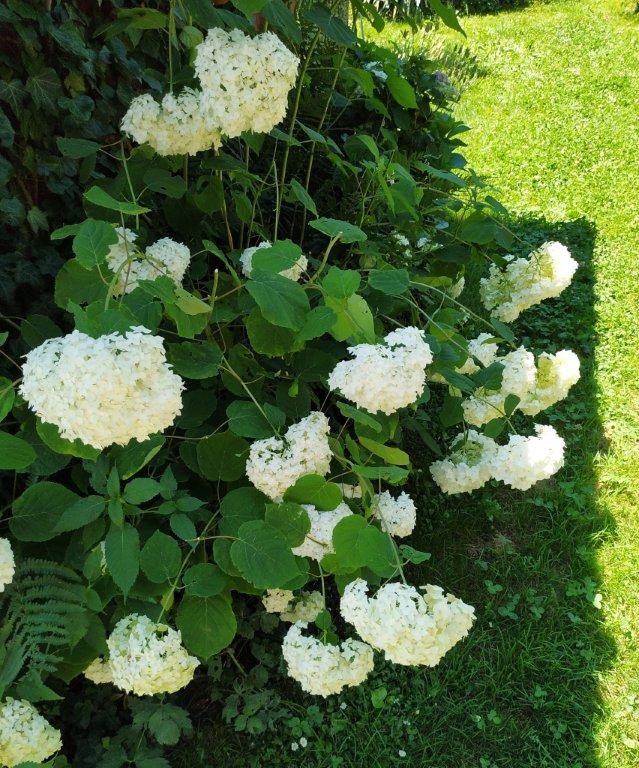 Biljno carstvo Vanje i Alena u Šenkovcu: Njihov vrt ‘Četiri godišnja doba’ mami poglede