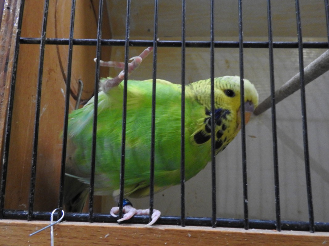 Izložba malih životinja, Mesap,