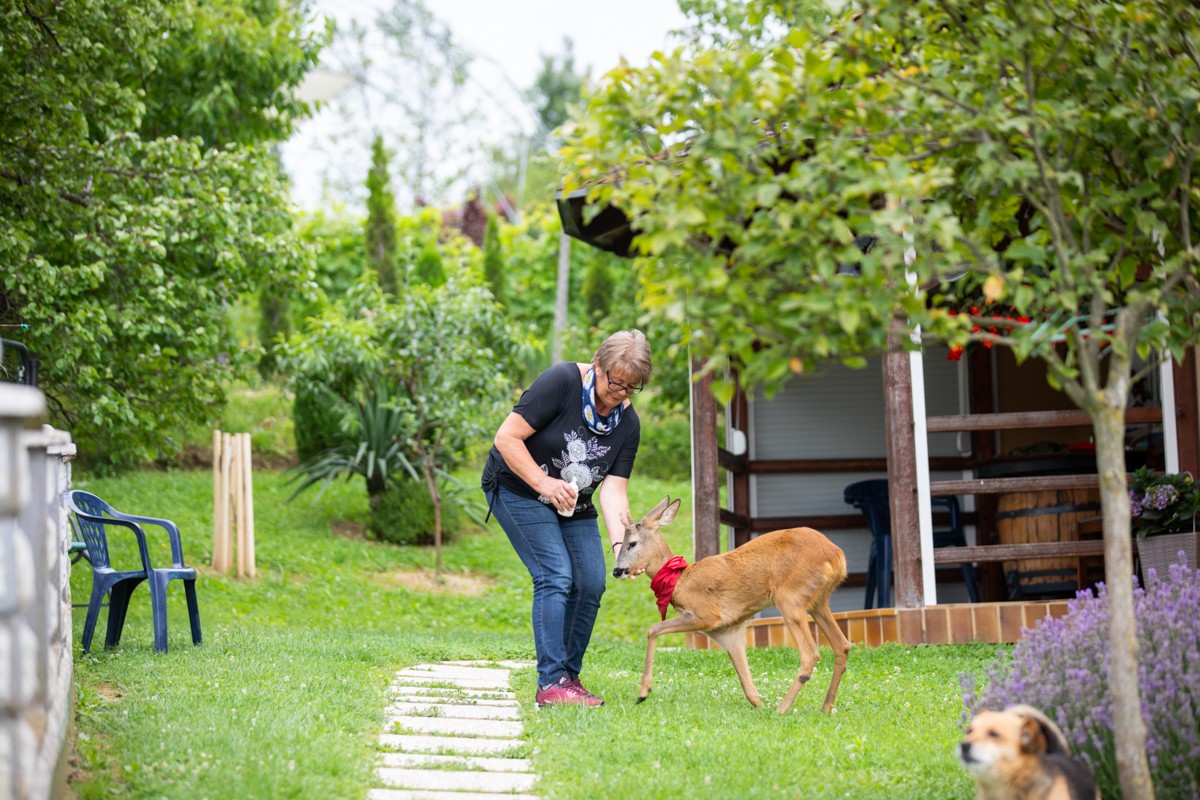 DIRLJIVA PRIČA Ivanka je prošle godine spasila polumrtvo lane. Danas je ono sretno u njezinom dvorištu