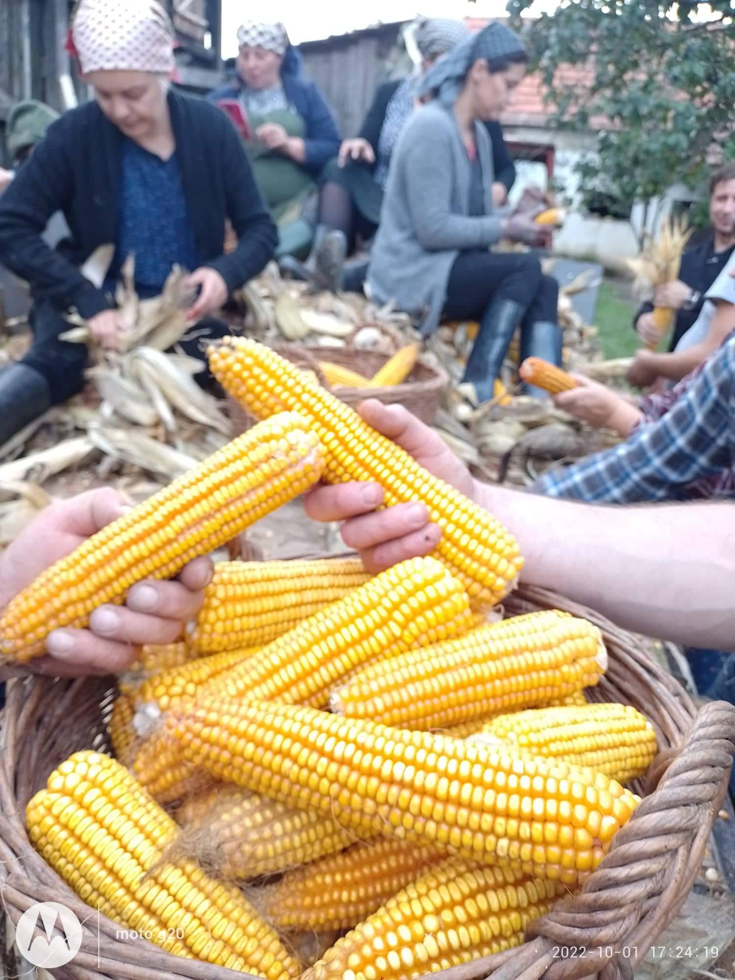 Branje kukuruza u Domašincu