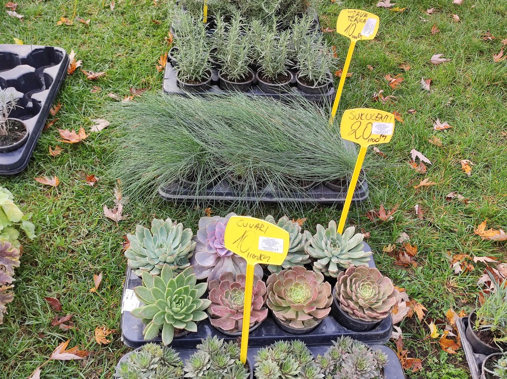 SAJAM SRIJEDOM Jeste li već probali meksički krastavac ili čajot?