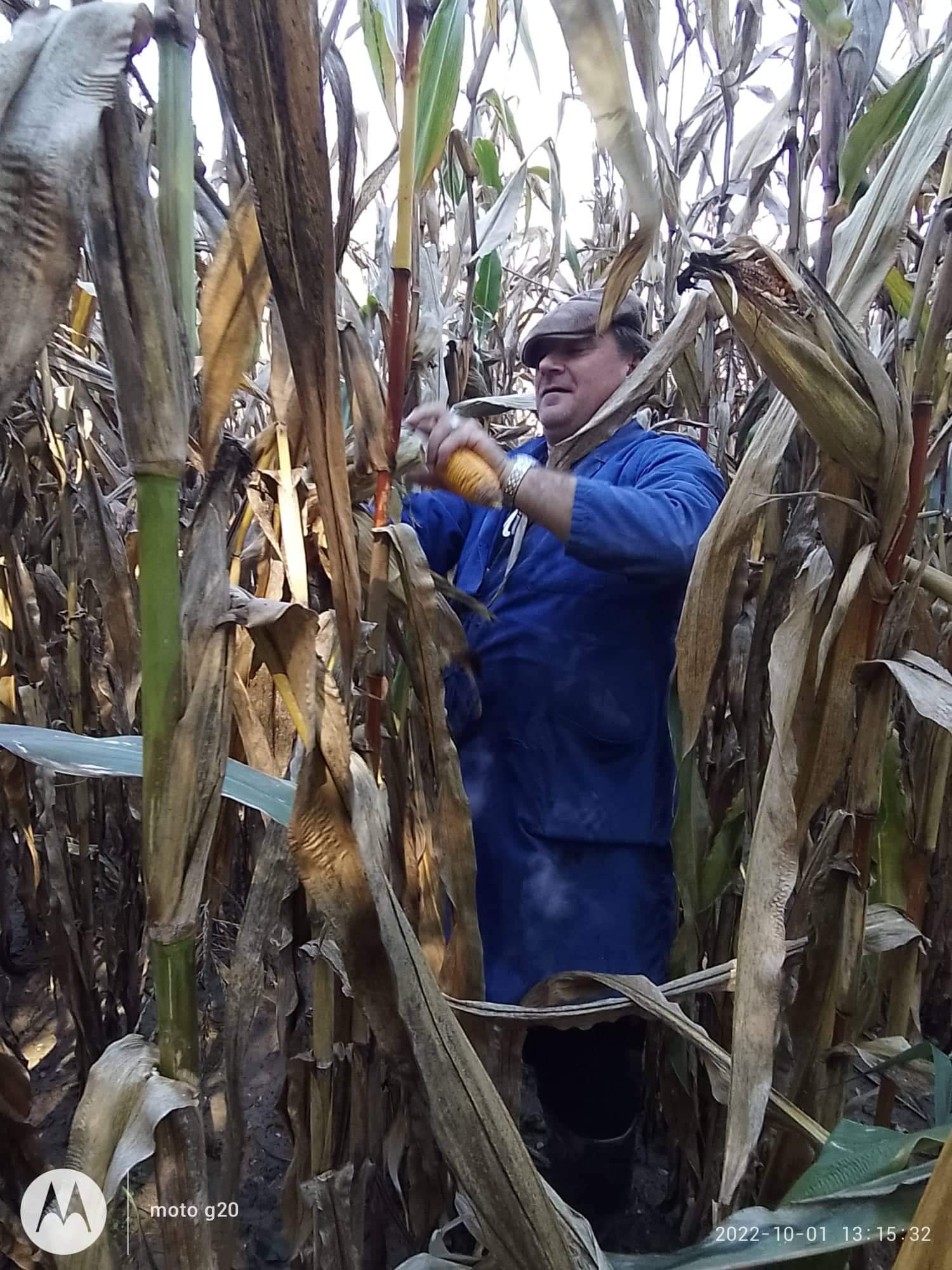 Branje kukuruza u Domašincu