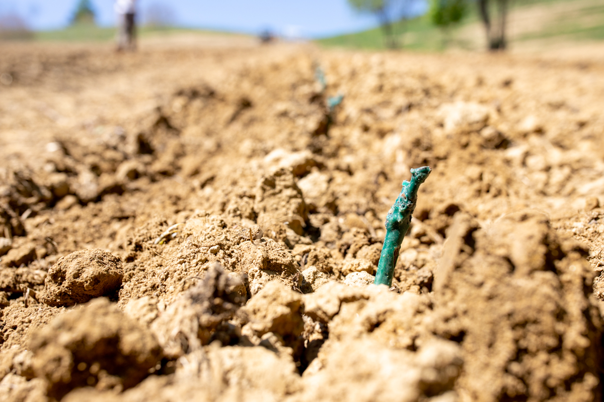 Vinarija Štampar na Mađerkinom bregu zasadila 14 tisuća čokota Pušipela