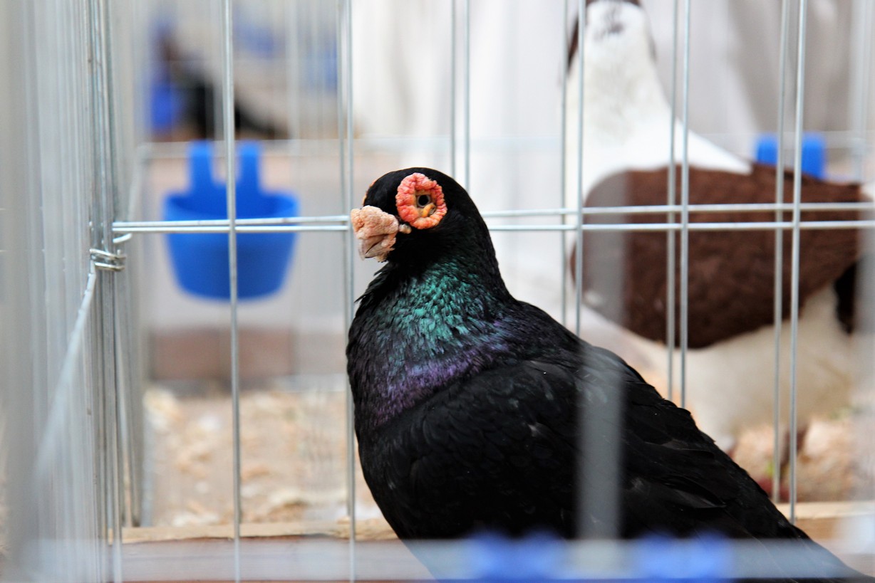 Otvorena izložba malih životinja u Nedelišću