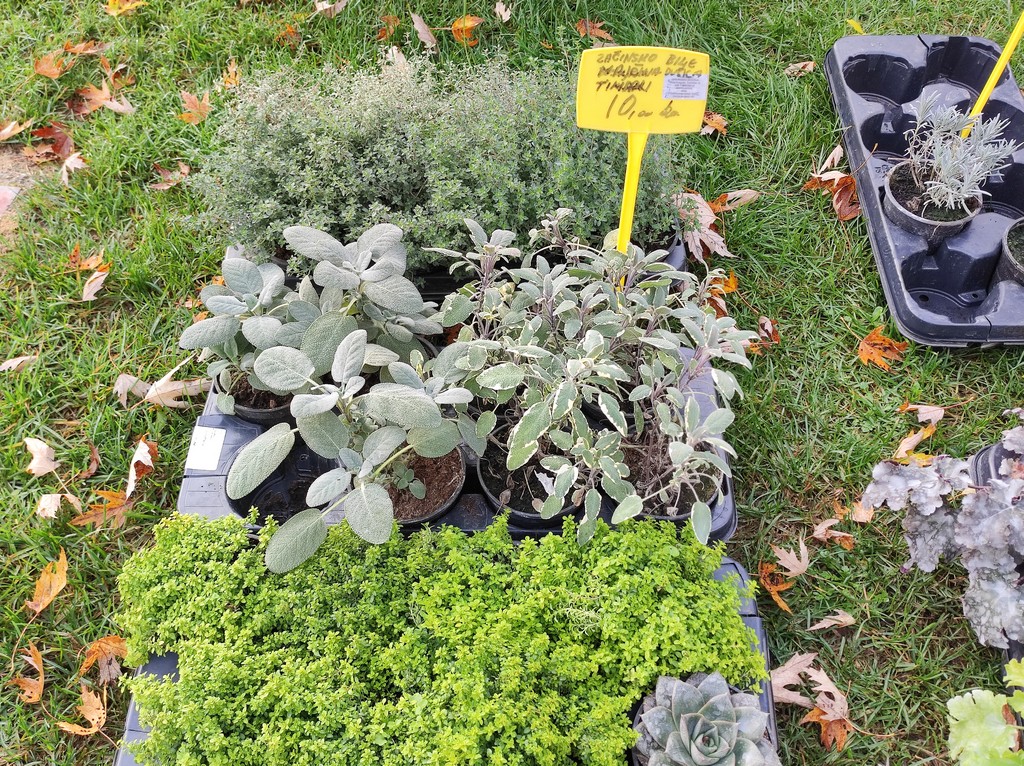 SAJAM SRIJEDOM Jeste li već probali meksički krastavac ili čajot?